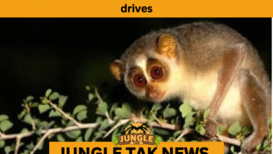 Grey Slender Loris