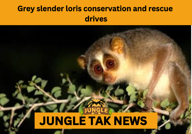 Grey Slender Loris