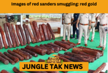 red sanders smuggling arrests