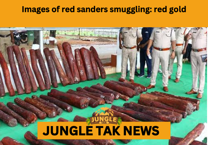 red sanders smuggling arrests