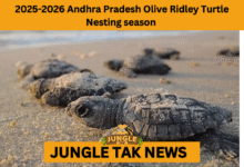 Olive Ridley turtle nesting