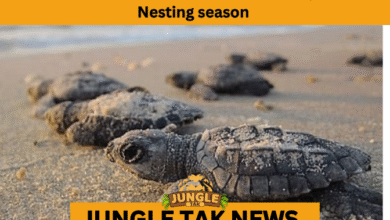 Olive Ridley turtle nesting