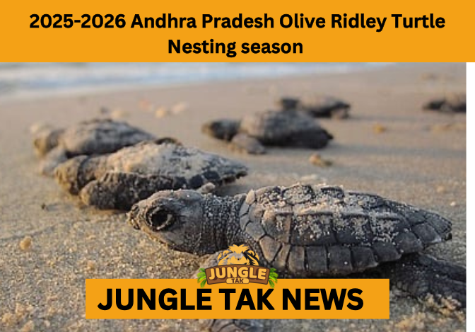 Olive Ridley turtle nesting