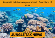 coral reef protection