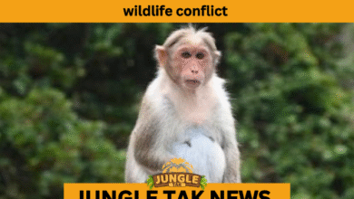 Kerala bonnet macaque sterilization program