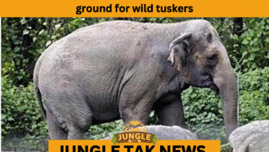 WILD TUSKERS