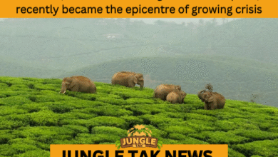 human wildlife conflict