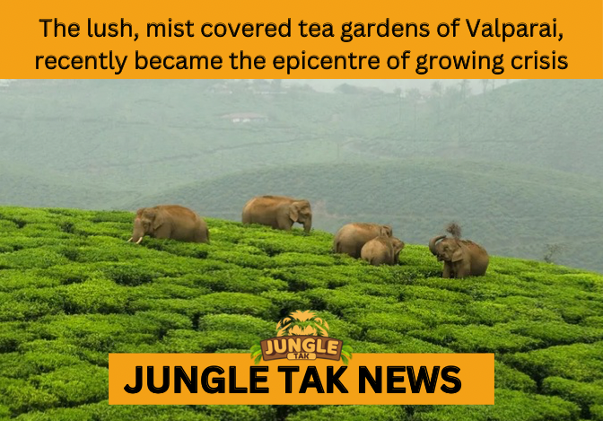 human wildlife conflict