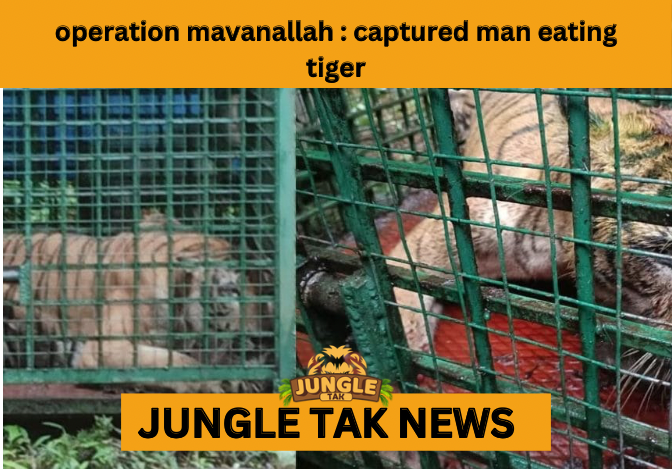 CAPTURED TIGER