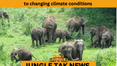 BORDER ELEPHANT MOVEMENT