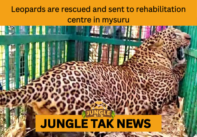 LEOPARD REHABILITATION CENTER