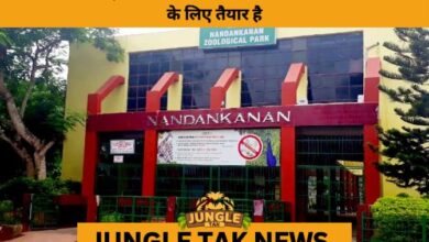 Nandankanan Zoo Set to Welcome African Cheetahs for the 1st Time- JUNGLE TAK