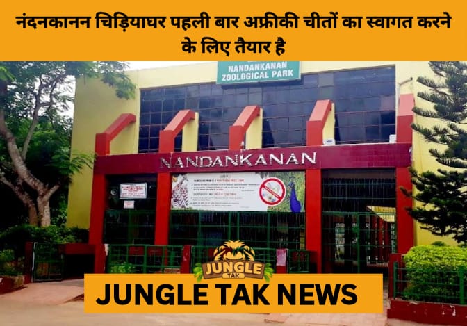 Nandankanan Zoo Set to Welcome African Cheetahs for the 1st Time- JUNGLE TAK