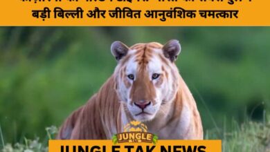 The Golden Ghost of Kaziranga: India’s Rarest Tiger Emerges from the Wild- JUNGLE TAK