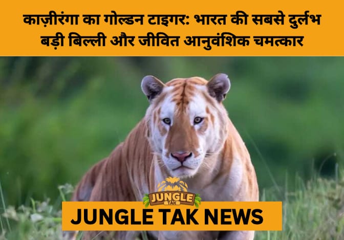 The Golden Ghost of Kaziranga: India’s Rarest Tiger Emerges from the Wild- JUNGLE TAK