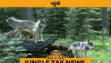 Oregon’s Wolf Population Tops 200 for the First Time in 80 Years- JUNGLE TAK