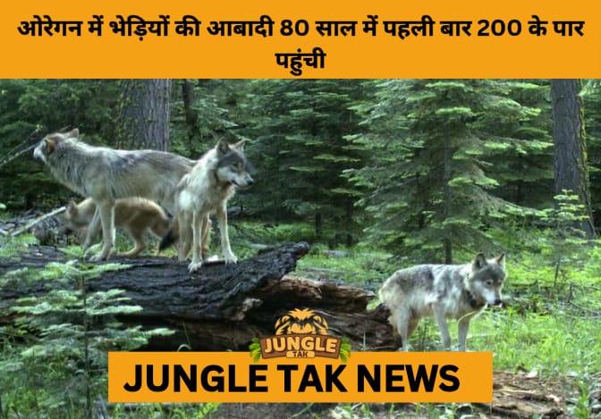 Oregon’s Wolf Population Tops 200 for the First Time in 80 Years- JUNGLE TAK