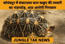 8 Arrested in Coimbatore for Trafficking Protected Indian Star Tortoise- JUNGLE TAK