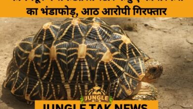 8 Arrested in Coimbatore for Trafficking Protected Indian Star Tortoise- JUNGLE TAK