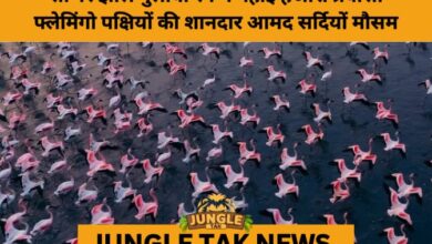 Sambhar Salt Lake Turns Pink as Thousands of Flamingos Arrive- JUNGLE TAK