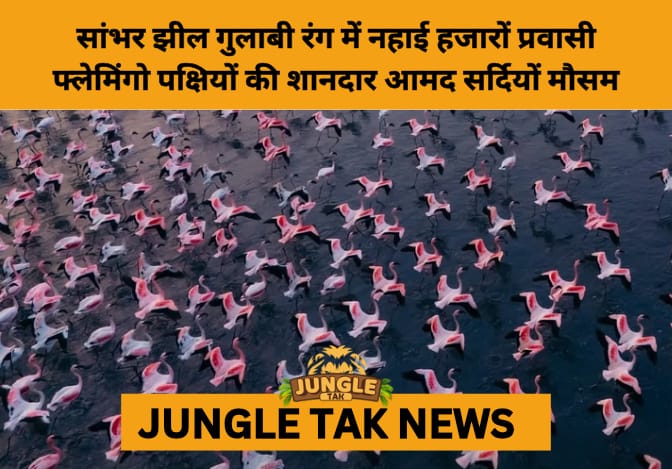 Sambhar Salt Lake Turns Pink as Thousands of Flamingos Arrive- JUNGLE TAK