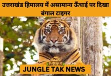 Tiger Captured at Nearly 10,000 ft in Uttarakhand: A Rare High-Altitude Wildlife Discovery- JUNGLE TAK