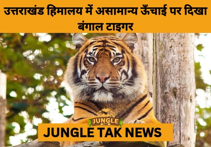 Tiger Captured at Nearly 10,000 ft in Uttarakhand: A Rare High-Altitude Wildlife Discovery- JUNGLE TAK
