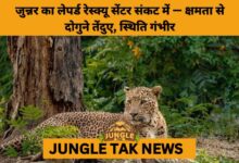 Overcrowding Crisis at Junnar’s Leopard Rescue Centre Raises Welfare Concerns- JUNGLE TAK