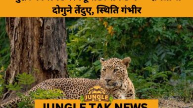 Overcrowding Crisis at Junnar’s Leopard Rescue Centre Raises Welfare Concerns- JUNGLE TAK