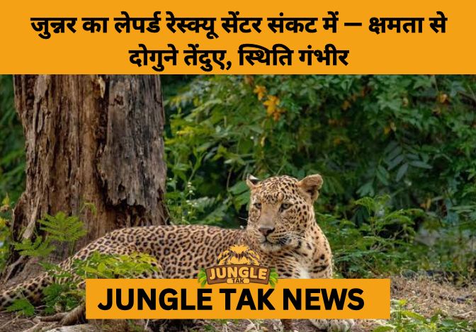 Overcrowding Crisis at Junnar’s Leopard Rescue Centre Raises Welfare Concerns- JUNGLE TAK
