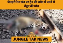 Leopard Killed in Train Collision on Bilaspur–Katni Rail Route- JUNGLE TAK