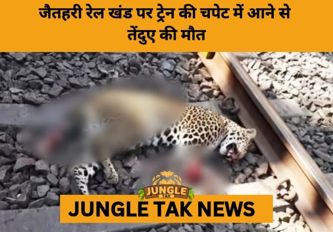 Leopard Killed in Train Collision on Bilaspur–Katni Rail Route- JUNGLE TAK