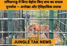 Tamil Nadu Forest Team Achieves 1st-Ever Tiger Rescue Without Sedation- JUNGLE TAK