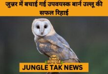 Grounded Barn Owl Rescued, Rehabilitated, and Released in Maharashtra- JUNGLE TAK
