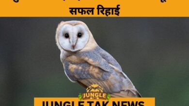 Grounded Barn Owl Rescued, Rehabilitated, and Released in Maharashtra- JUNGLE TAK