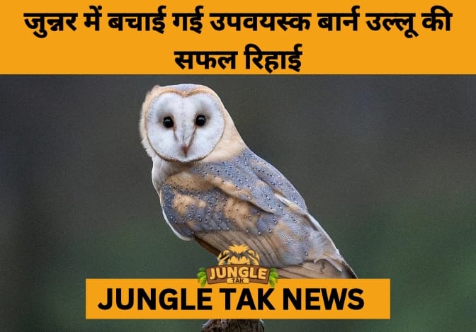 Grounded Barn Owl Rescued, Rehabilitated, and Released in Maharashtra- JUNGLE TAK