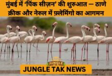 1st Flock of Flamingos Signals the Start of Mumbai’s ‘Pink Season’- JUNGLE TAK