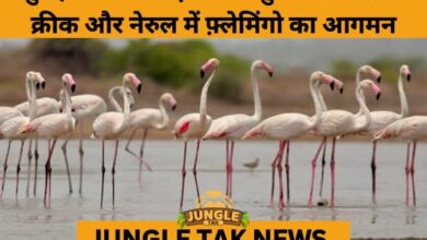 1st Flock of Flamingos Signals the Start of Mumbai’s ‘Pink Season’- JUNGLE TAK