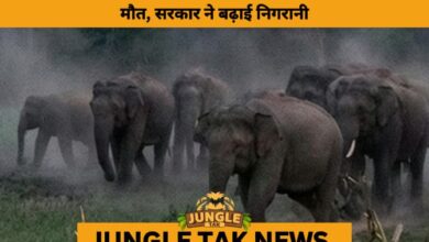 Odisha Reports 1,398 Human Deaths in Decade-Long Man–Animal Conflict- JUNGLE TAK