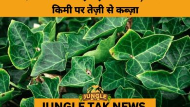 India’s Ecosystems Under Siege: Invasive Plants Expanding at Unprecedented Rate- JUNGLE TAK