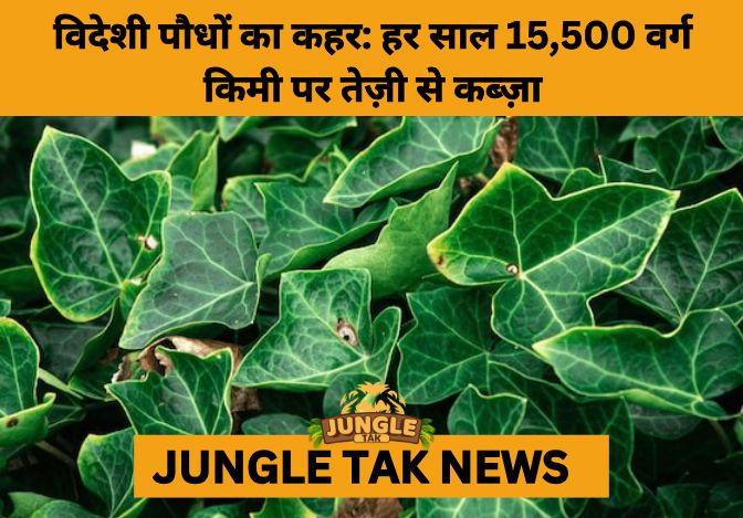 India’s Ecosystems Under Siege: Invasive Plants Expanding at Unprecedented Rate- JUNGLE TAK