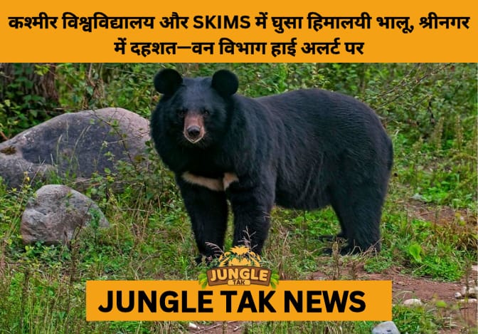 Himalayan Black Bear Triggers Panic at Kashmir University and SKIMS- JUNGLE TAK
