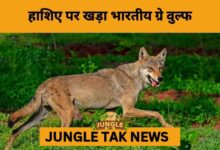India’s Forgotten Predator on the Brink: The Silent Struggle of the Indian Grey Wolf- JUNGLE TAK