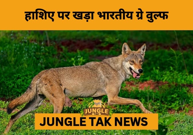 India’s Forgotten Predator on the Brink: The Silent Struggle of the Indian Grey Wolf- JUNGLE TAK