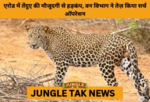 Leopard Sighting Near Sathyamangalam Spurs Intensive Forest Search- JUNGLE TAK