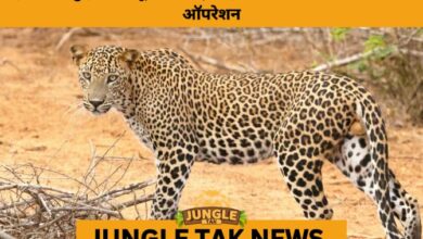 Leopard Sighting Near Sathyamangalam Spurs Intensive Forest Search- JUNGLE TAK