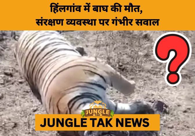 Adult Tiger Found Dead Near Sanjay Tiger Reserve, Alarming Conservationists- JUNGLE TAK