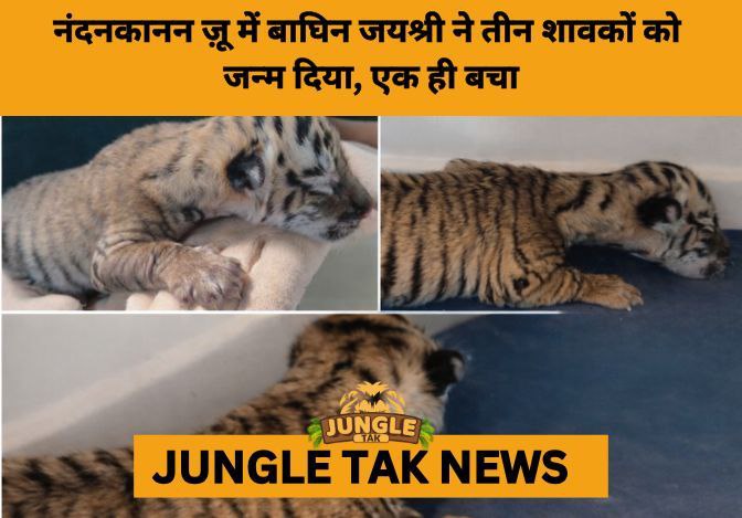Tiger Cub Born at Nandankanan, Boosting Conservation Efforts- JUNGLE TAK