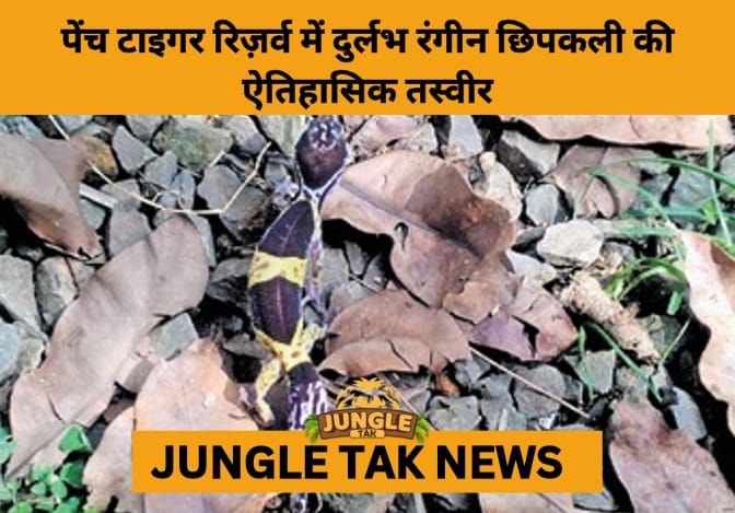 Rare Colourful Gecko Photographed at Pench Tiger Reserve- JUNGLE TAK