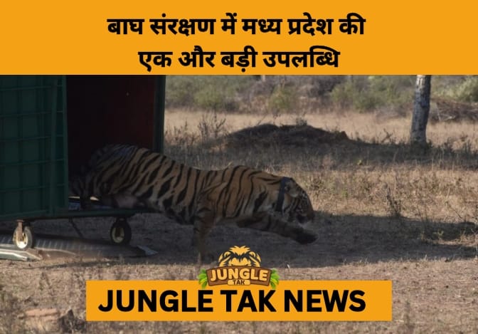Bandhavgarh Tigress Translocated to Madhav Tiger Reserve- JUNGLE TAK